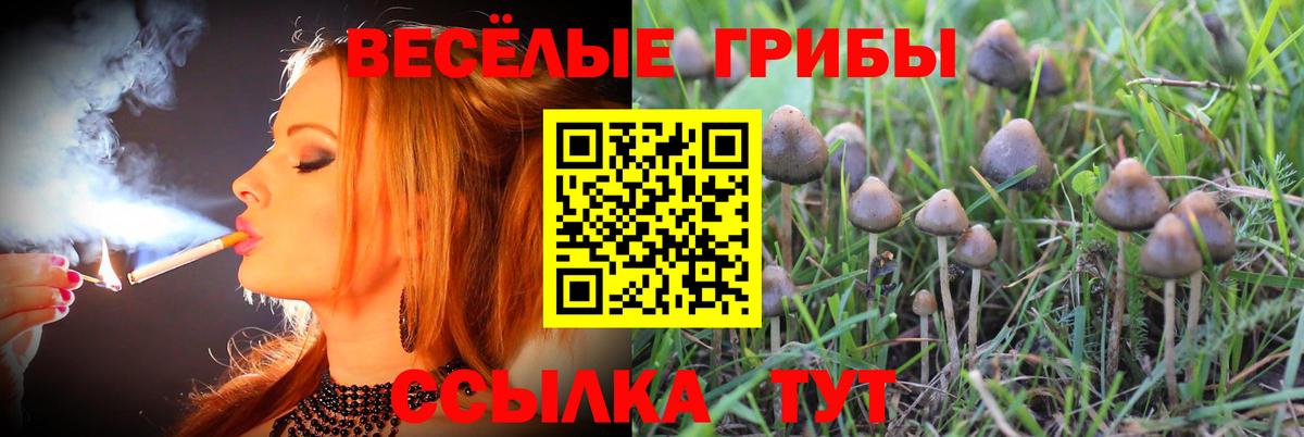 Галлюциногенные грибы Cubensis Новороссийск